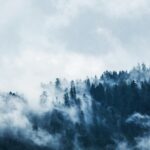 green pine trees covered with fogs under white sky during daytime