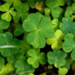 closeup of green clover